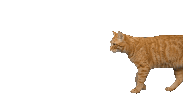 An orange cat walks onto the screen from the right and settles down.